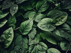Planten Ede
