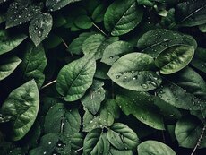 Planten Lede Planten Lede