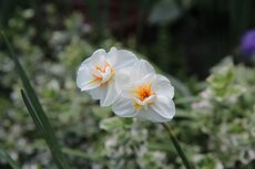 Tuincentrum Aaigem Tuincentrum Aaigem