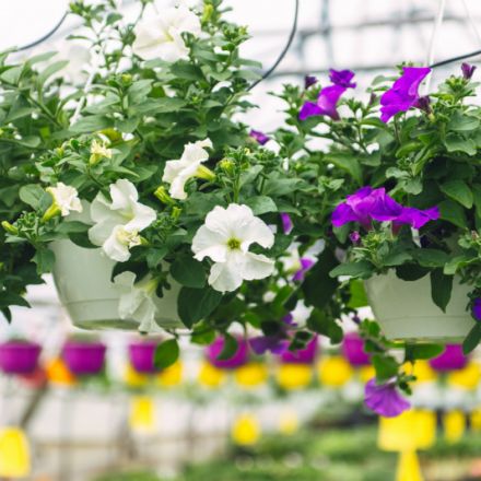 Tuinplanten