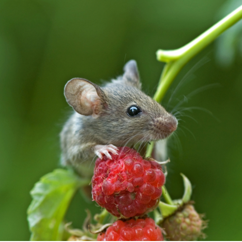 Gewasbescherming kopen | Tuincentrum Goessens