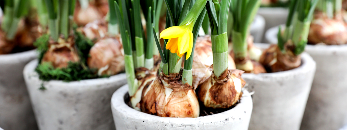 Narcissen op pot