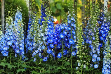 10 Populaire vaste tuinplanten in maart