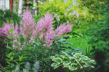 Top 3 schaduwplanten