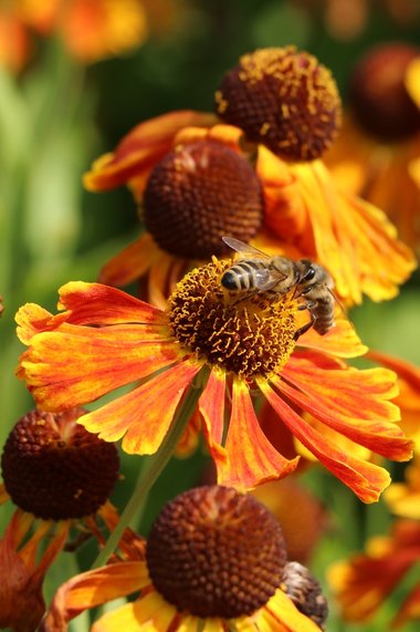 3x nazomerbloeiers voor de tuin