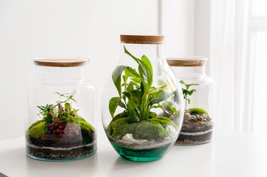 DIY planten terrarium