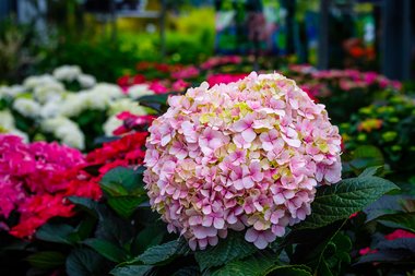 Een hemelse Hortensia met onze 7 tips!