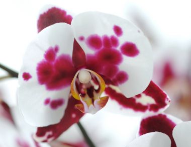 Orchidee met stijl