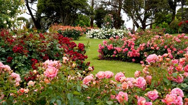 Optimale verzorging voor rozen in de tuin