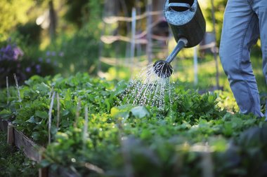 tips voor de moestuin tijdens de vakantie