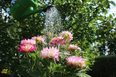 Tips voor het bewateren van planten in een hittegolf