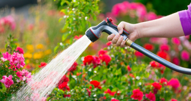 Vijf tips voor het bewateren van uw tuin deze zomer