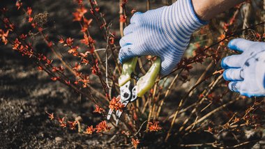 Welke planten mag je snoeien in het najaar?