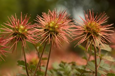 Welke planten zijn geschikt voor de border?