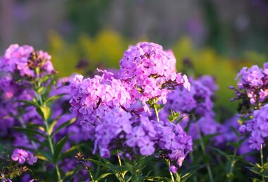 Zomerbloeiers van dit moment: vaste planten en perkplanten die de tuin kleuren
