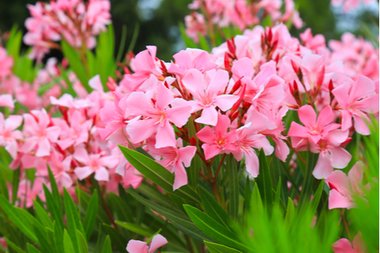 Zomerplanten: een kleurexplosie in uw tuin!