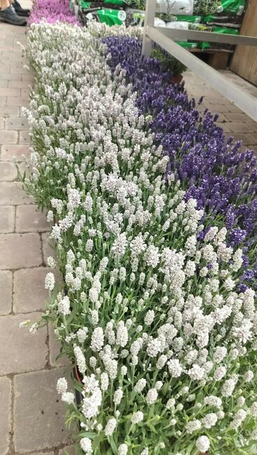 Lavendel