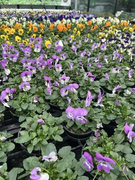 Winter viooltjes NU 10+2 GRATIS