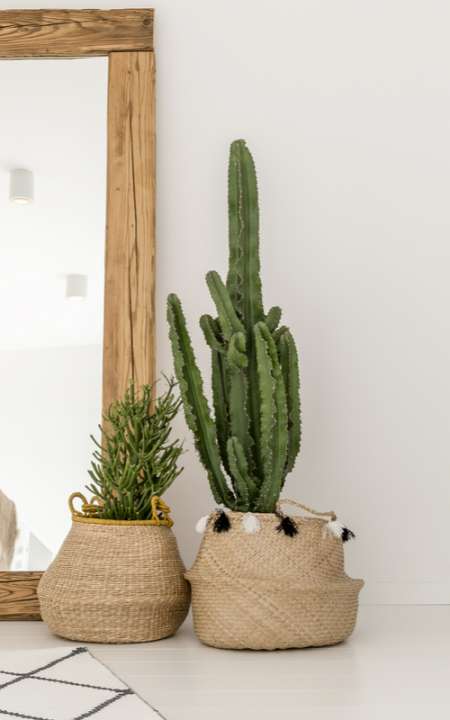 Cactus ideale kamerplant - Tuincentrum Goessens