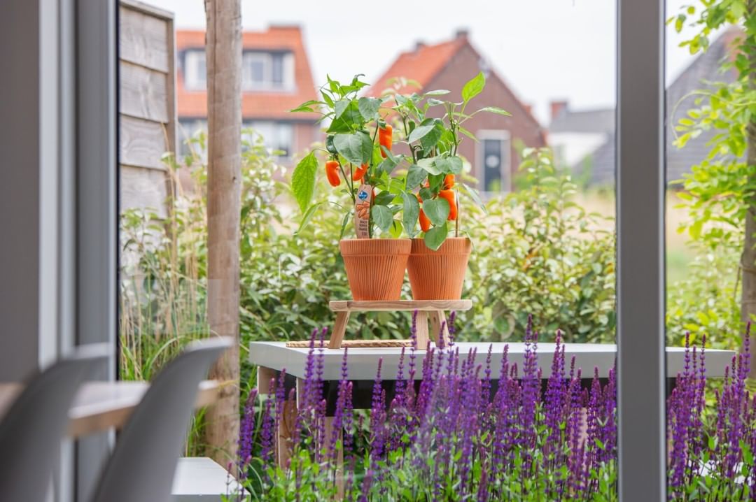 Kruidenplantjes kopen | Tuincentrum Goessens