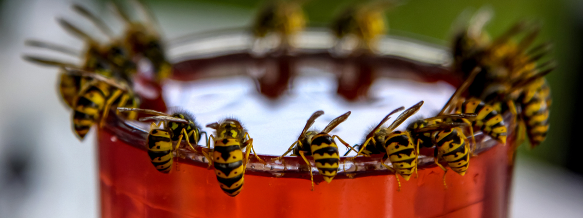 Plagen in de tuin bestrijden met tips van Tuincentrum Goessens