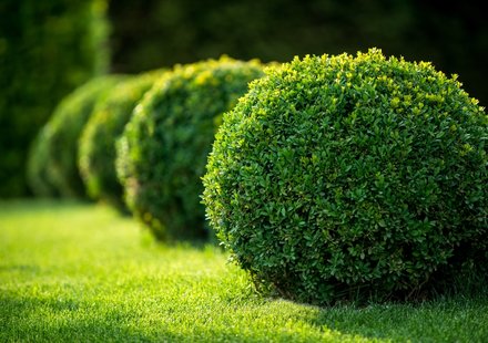 Op zoek naar een mooie buxus?