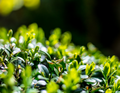 Buxus vervangers