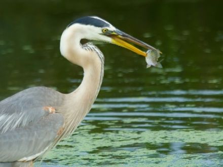 4x tips om reigers te verjagen