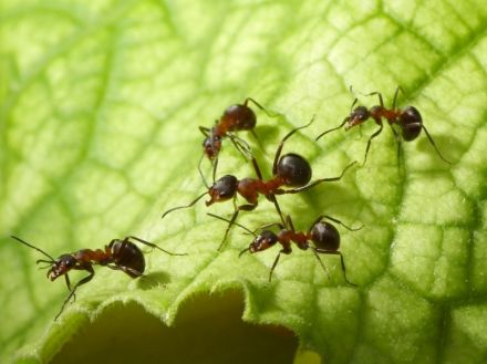Bestrijdingsmiddelen tegen Mieren en Wespen