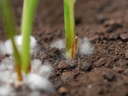 Gewasbescherming tegen Schimmels