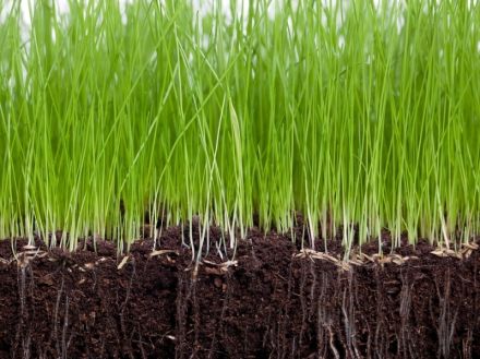 Speciale meststoffen - Tuincentrum Goessens