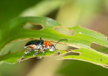 Gewasbescherming en bestrijding