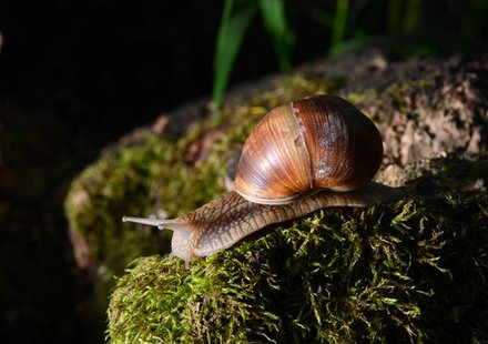 Insecten en Slakken | Bestrijdingsmiddelen