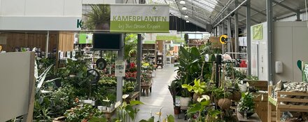 Groot aanbod kamerplanten