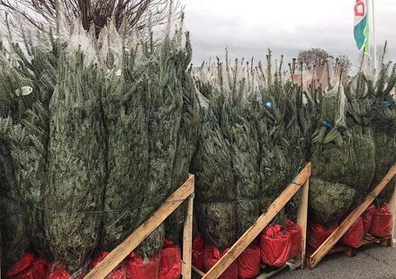 Kerstboom kopen | Tuincentrum Goessens