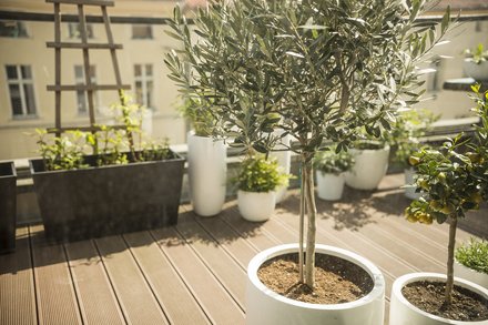 Mediterrane tuinplanten