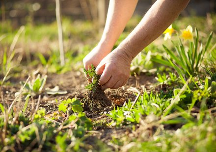 Onkruidbestrijding | Tuincentrum Goessens