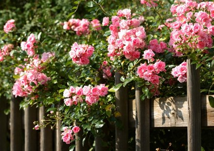 Rozen & klimplanten voor een mooie prijs | GOESSENS