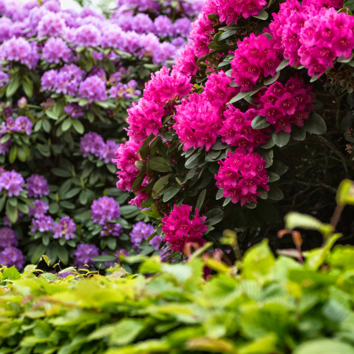 Vaste planten kopen | Tuincentrum Goessens