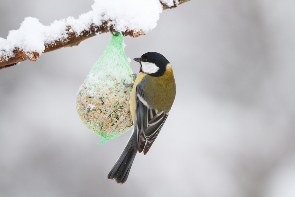 Een vetbol in de tuin is goed voedsel een vogel in de winter.