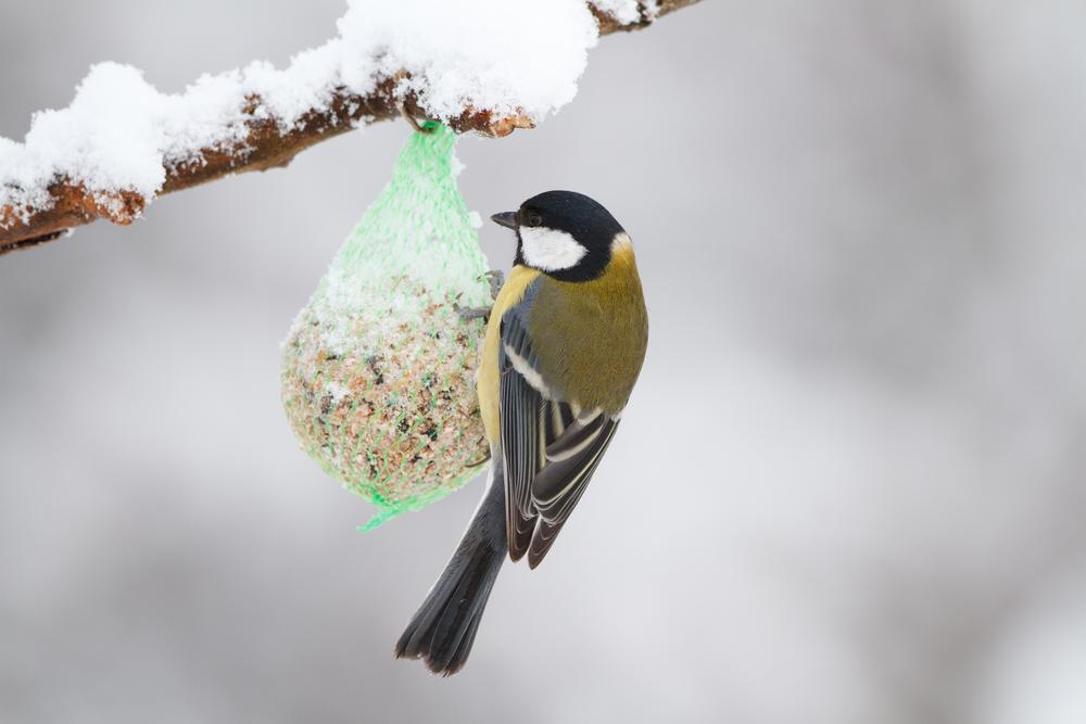 Afbeeldingsresultaat voor vogels in de winter