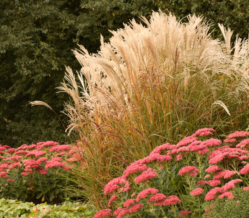 Siergrassen kopen | Tuincentrum Goessens