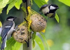 Vogels in de tuin | Tuincentrum Goessens