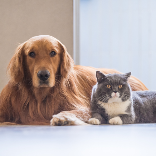 Hond en kat