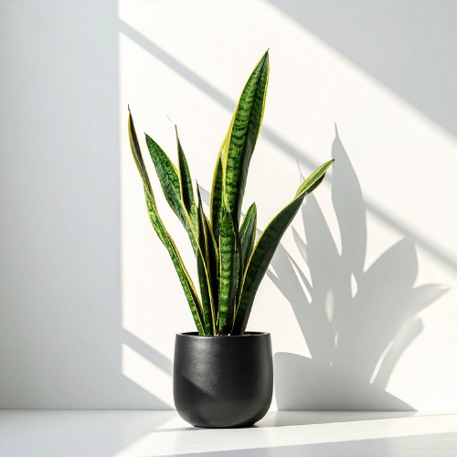 Kamerplanten
