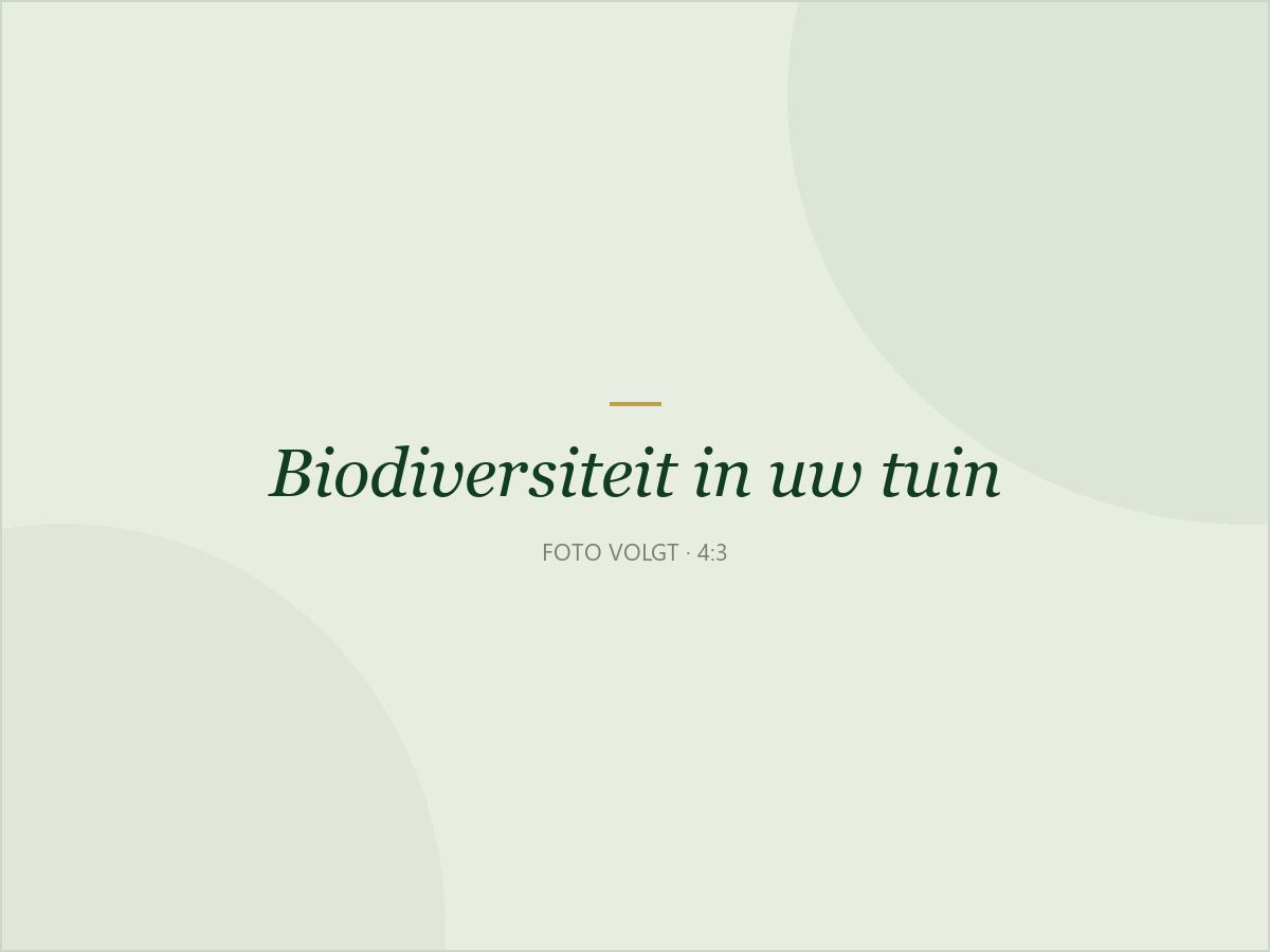 Een bloeiende border vol bijen en vlinders