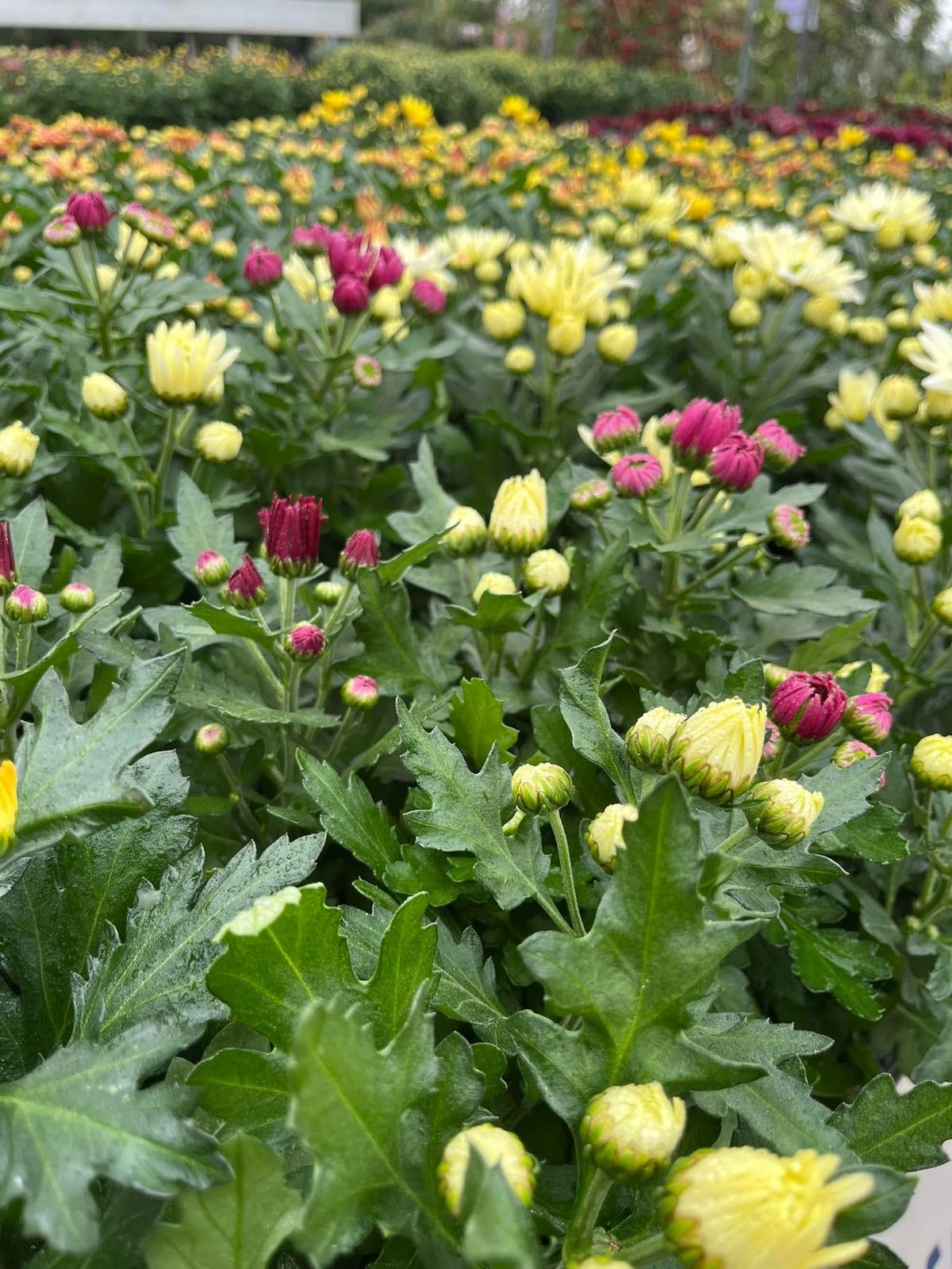 Bolchrysanten uit eigen kwekerij voor Allerheiligen