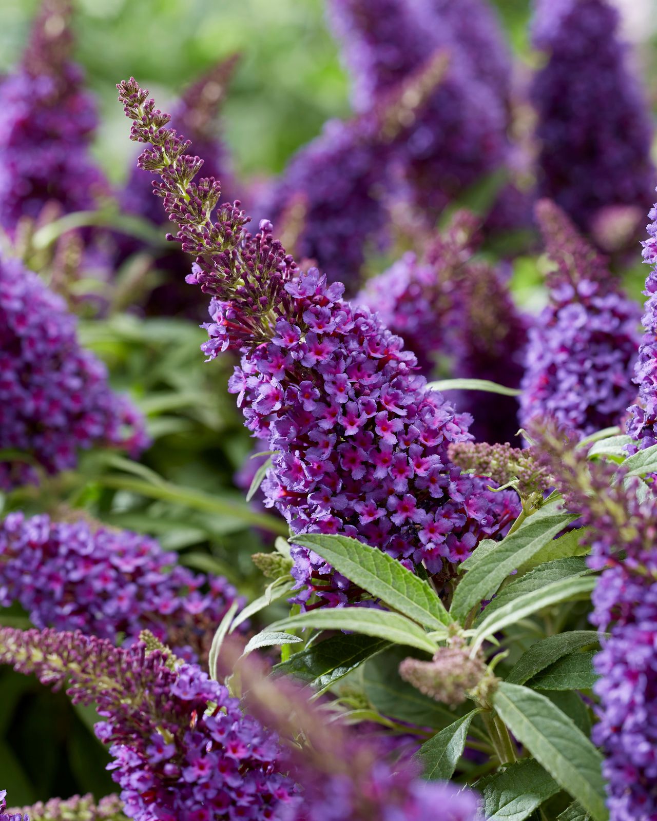 Buddleja, een sierheester