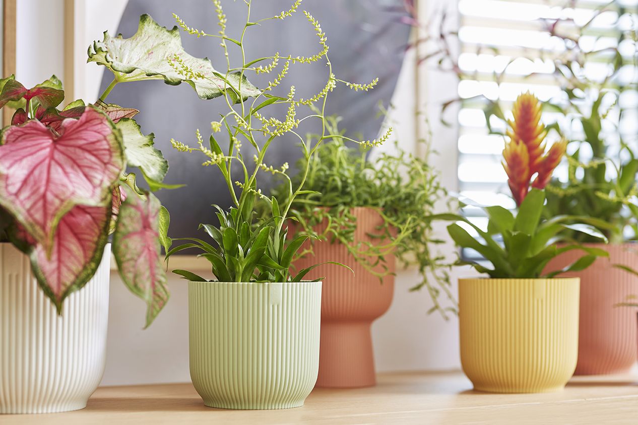 Kleurrijke potten met kamerplanten