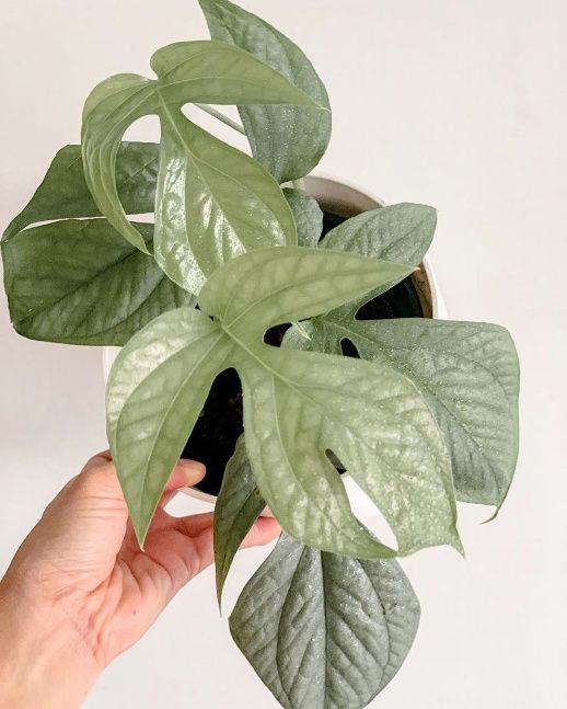 Monstera Amydrium Medium Silver